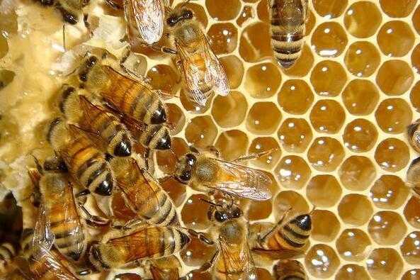 未成熟的蜜蜂叫什么_未成熟的蜂蜜是什么意思