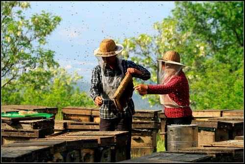 养蜂人有什么好处