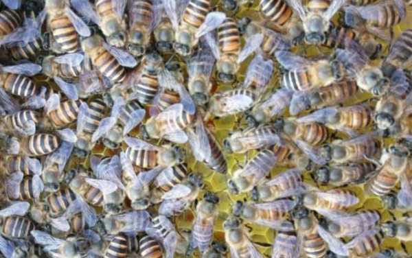 中蜂越冬蜂能有多少代（中蜂越冬最佳温度）