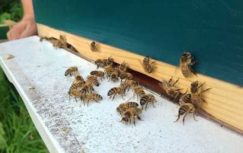 蜜蜂冬季要多少蜜（进入冬天蜜蜂几天喂食一次）