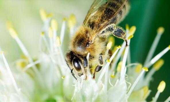 什么引诱蜜蜂,用什么才能诱到蜜蜂 