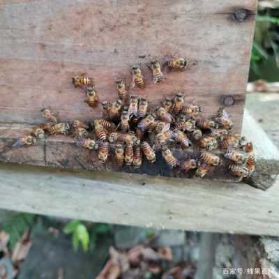 什么引诱蜜蜂,用什么才能诱到蜜蜂 