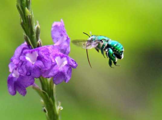什么蜜蜂的蜂蛹是绿色的（什么蜂的幼崽是绿色的）