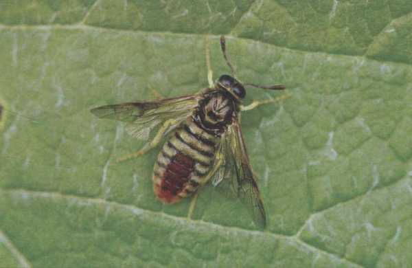 什么蜜蜂的蜂蛹是绿色的（什么蜂的幼崽是绿色的）