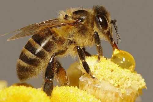  脾蜜蜂是什么「脾蜜蜂从花中啜蜜,分开时营营的道谢」