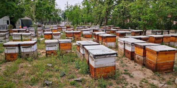  一箱家养蜂一年有多少蜂蜜「养蜂一箱一年能产几斤蜂蜜」