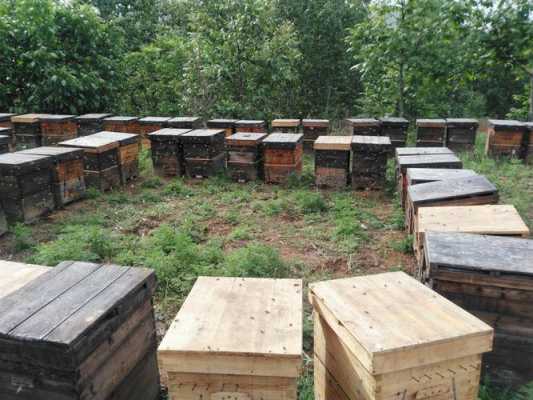  一箱家养蜂一年有多少蜂蜜「养蜂一箱一年能产几斤蜂蜜」