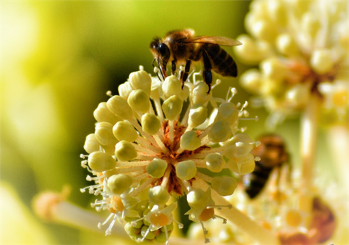 蜂采的花粉有什么功效 蜂野花粉有什么功效