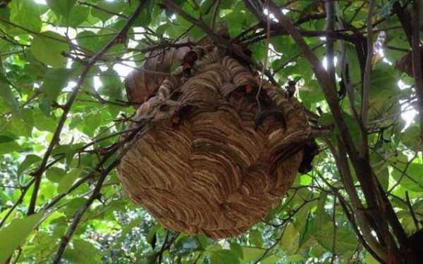 树上的蜂巢有什么功效_树上的蜂巢是什么蜂