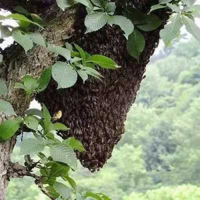 树上的蜂巢有什么功效_树上的蜂巢是什么蜂