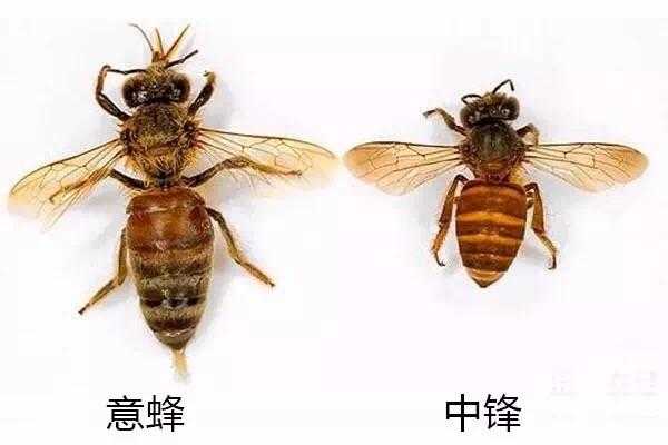 怎么分意蜂中蜂,区分中蜂意蜂 