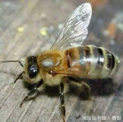 怎么分意蜂中蜂,区分中蜂意蜂 