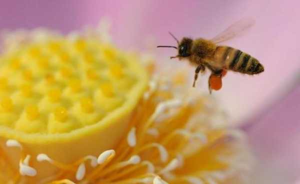 喝蜂花粉后为啥胃难受-吃蜂花粉后胃不舒服是怎么回事