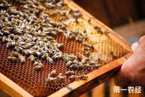 养蜂注意什么问题,养蜂有什么秘诀 