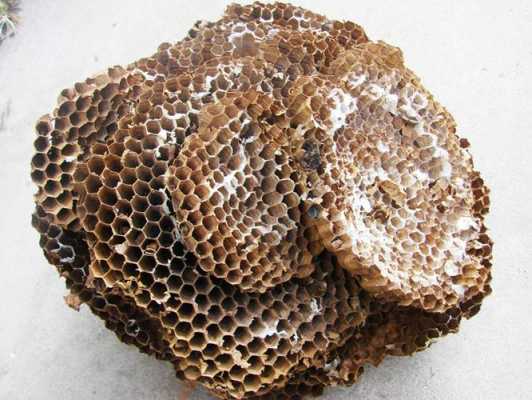 野生蜂巢图-野生蜂巢怎么样吃