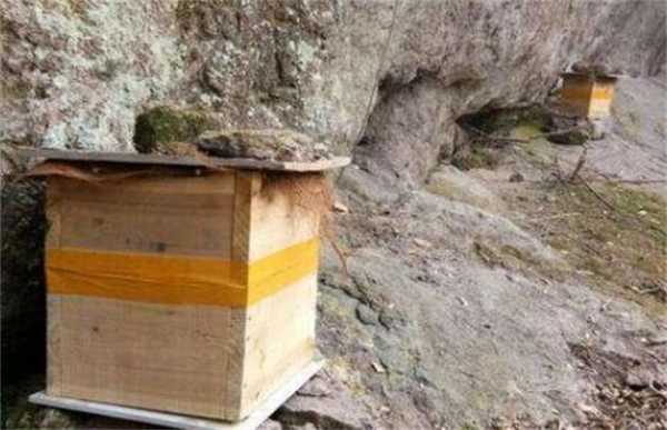 怎么用蜂箱诱蜂绝巧（蜂箱如何诱蜂）