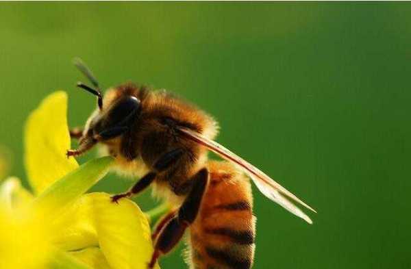 杀死蜜蜂有什么危害,杀死蜜蜂会有报应吗 