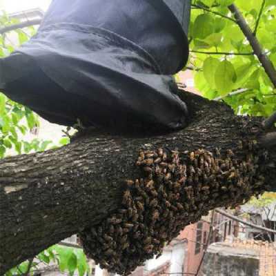  收蜂蜂群太大怎么办「如何收蜂群」