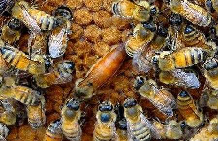  蜜蜂蜜王怎么型成的「蜜蜂王是怎么形成的」
