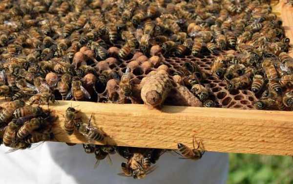  蜜蜂蜜王怎么型成的「蜜蜂王是怎么形成的」