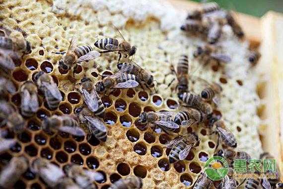 蜜蜂分蜂大概要多少温度才能活