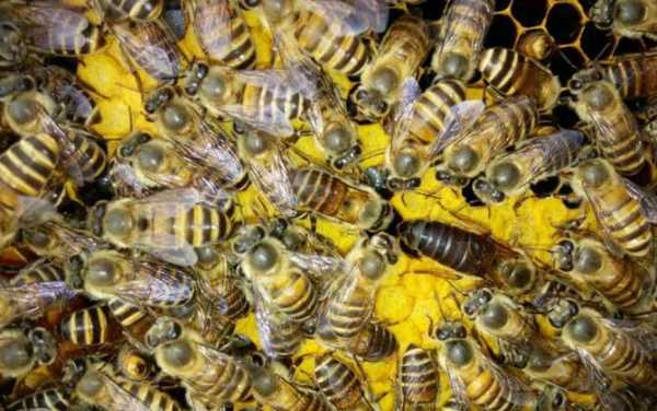 蜜蜂分蜂大概要多少温度才能活