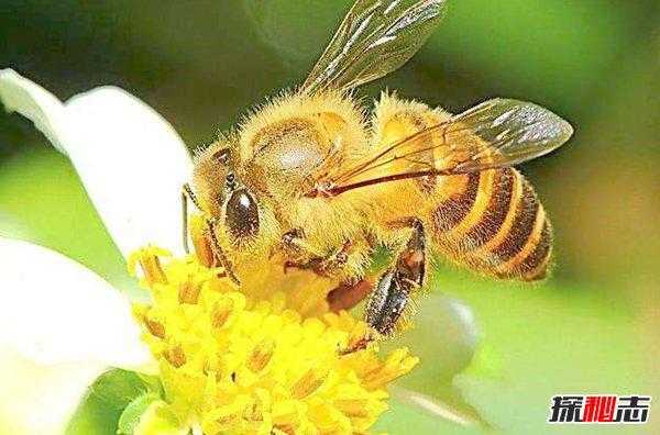 为什么蜜蜂不釆蜜