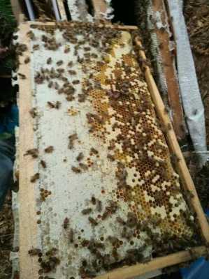 蜂脾上很多蜜蜂怎么割（蜂脾上有虫子怎么办）