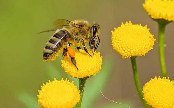 蜜蜂的蜂蜜是怎么来的