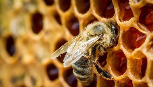 蜜蜂的蜂蜜是怎么来的