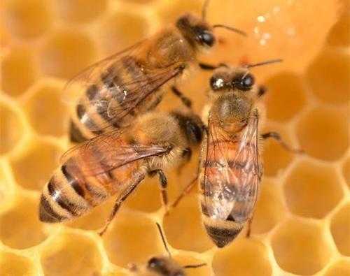 蜜蜂中的工蜂是怎么来的