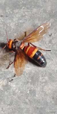  黑尾虎头蜂怎么会飞家里「黑尾虎头蜂有毒吗」
