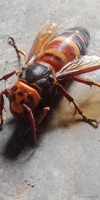 黑尾虎头蜂怎么会飞家里「黑尾虎头蜂有毒吗」