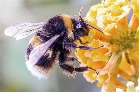 蜜蜂蜂毒的PH值是多少（蜜蜂毒性酸碱）