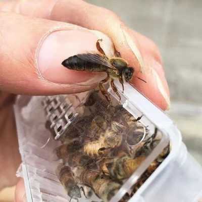  土蜂被洋蜂咬死怎么制止「被洋蜂蛰了怎么办」