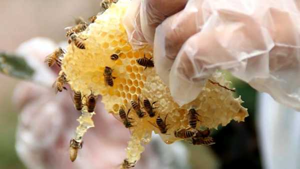  一盘土蜂可以采多少蜜「土蜂采蜜范围」