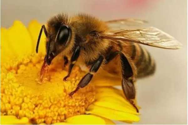 为什么养的蜜蜂没有蜂蜜,蜜蜂没蜜糖是什么原因 