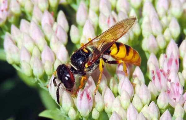 什么蜂的毒液呈酸性 什么蜂的的毒性是碱性