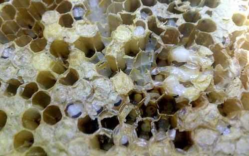 巢虫一般在蜂箱内的什么位置（蜂巢里的巢虫怎么处理）