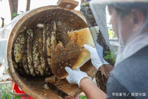 一户养蜂一年可收多少蜂蜜（养蜂人一年能赚多少钱?）