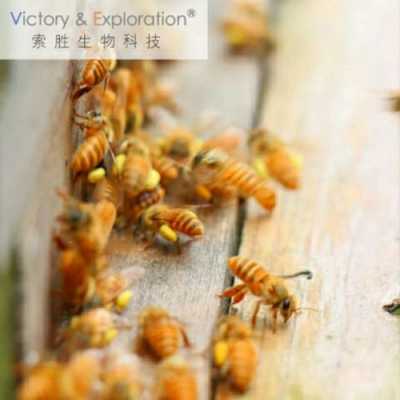  蜜蜂蜂疗治疗一个疗程是多少天「蜂疗的蜜蜂用什么药喂养」