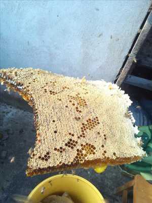野生蜜蜂巢要怎样取蜂蜜-野生蜂蜜蜂巢怎么使用