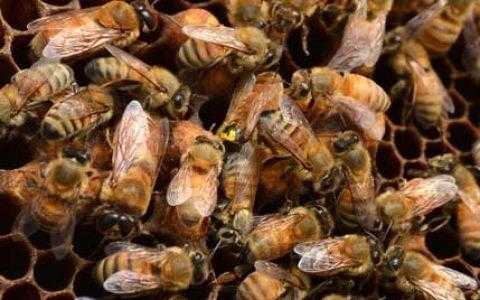 能吃的蜂多少钱