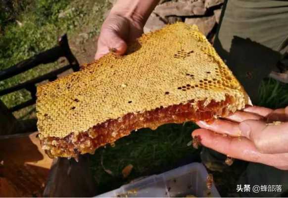 现收购蜂蜜多少钱一斤_专业收购蜂蜜