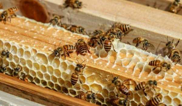 蜜蜂是怎么造皮的_蜜蜂是什么做的