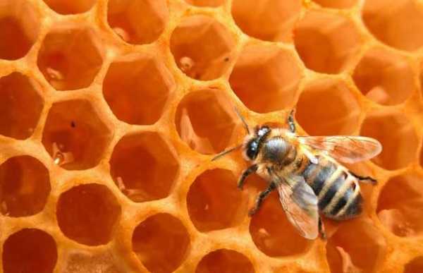 蜜蜂是怎么造皮的_蜜蜂是什么做的
