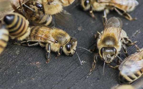 蜜蜂一般有什么病