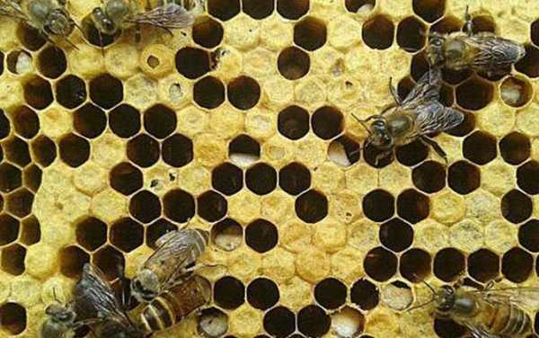 蜜蜂一般有什么病