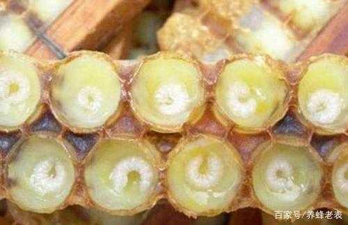 蜜蜂幼虫多少天成蜂 蜜蜂幼虫到蜂王要多少天
