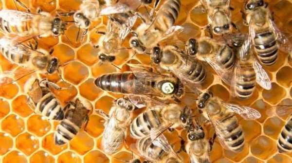 意蜂多少脾算强群,意蜂一脾蜂一年能繁殖多少 